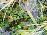 Cardamine dentata