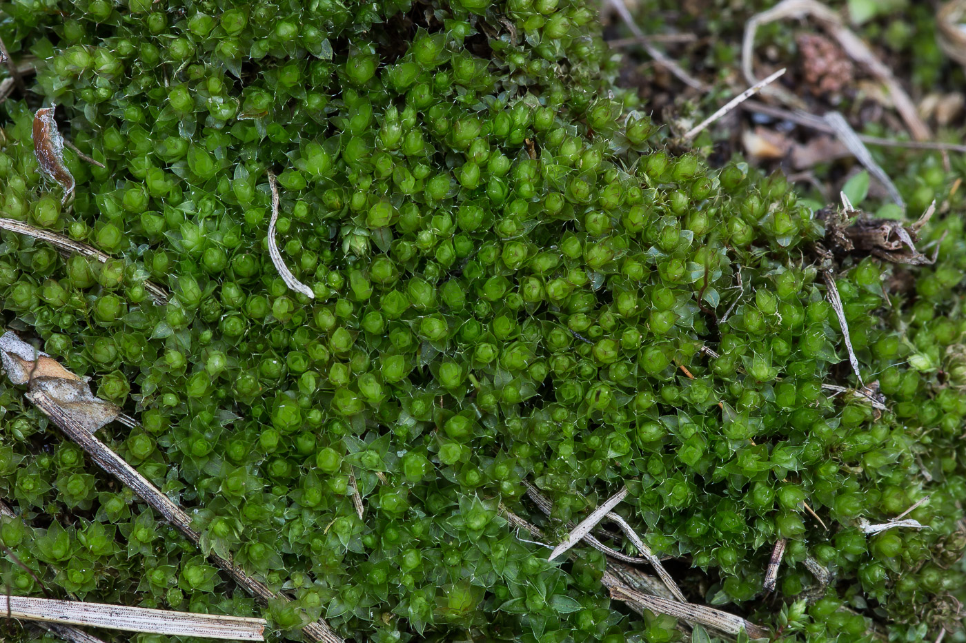 Image of genus Bryum specimen.