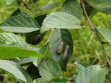 род Betula. Листья (на некоторых листьях яйцекладки ручейников из сем. Limnephilidae). Приморский край, Ольгинский р-н, 6 км Ю-В с. Милоградово, бух. Красная Скала. 12.08.2009.