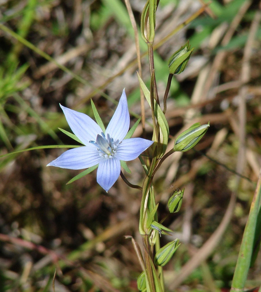 Image of Lomatogonium rotatum specimen.