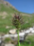 Phleum alpinum