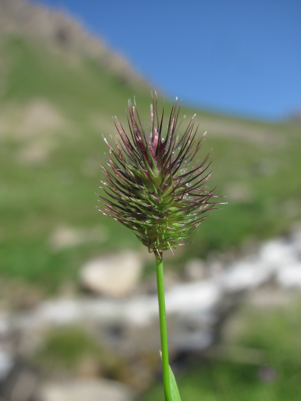 Изображение особи Phleum alpinum.