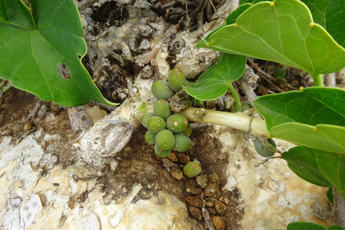 Image of Pyrenacantha malvifolia specimen.