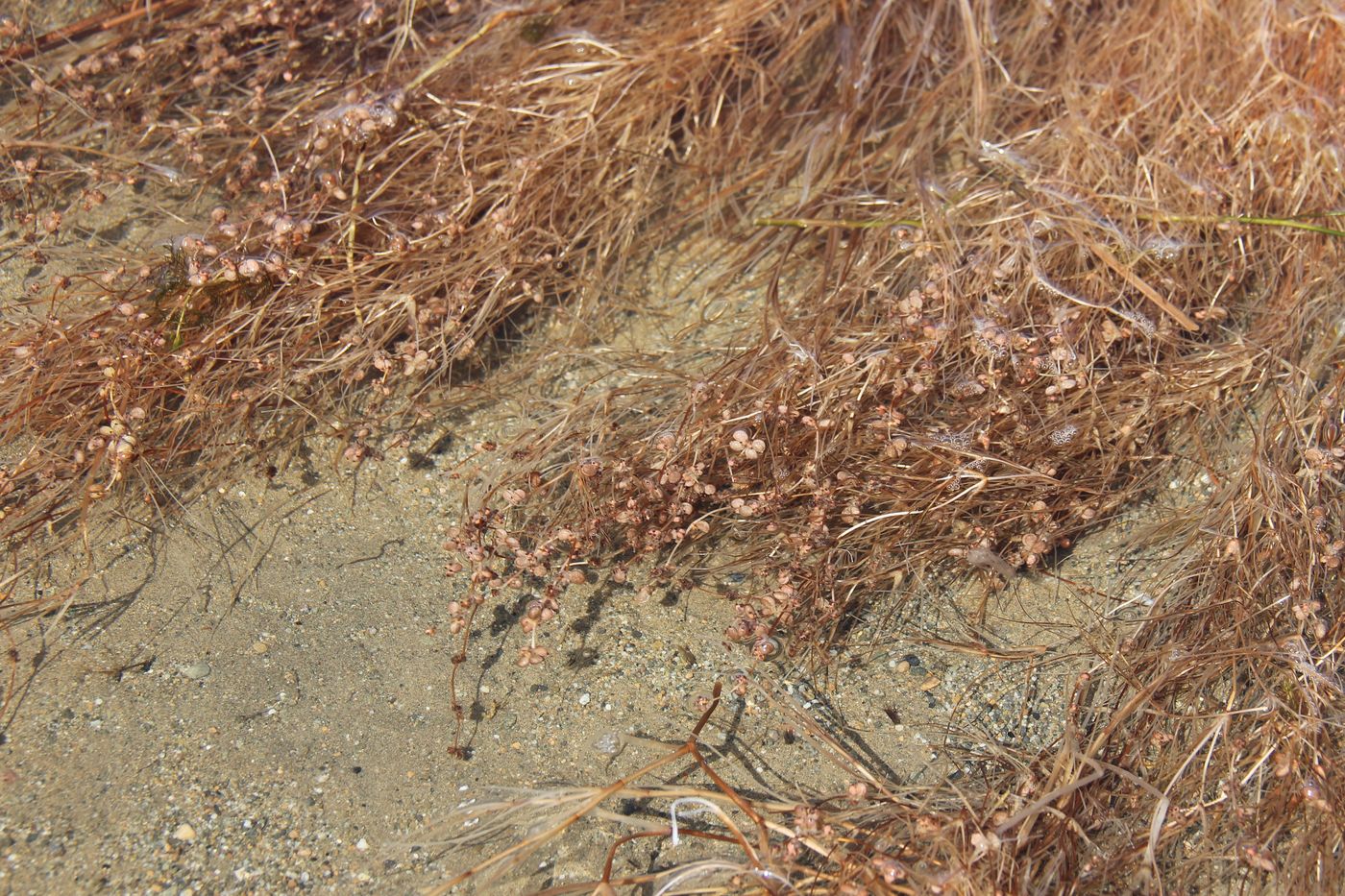 Image of Potamogeton pectinatus specimen.