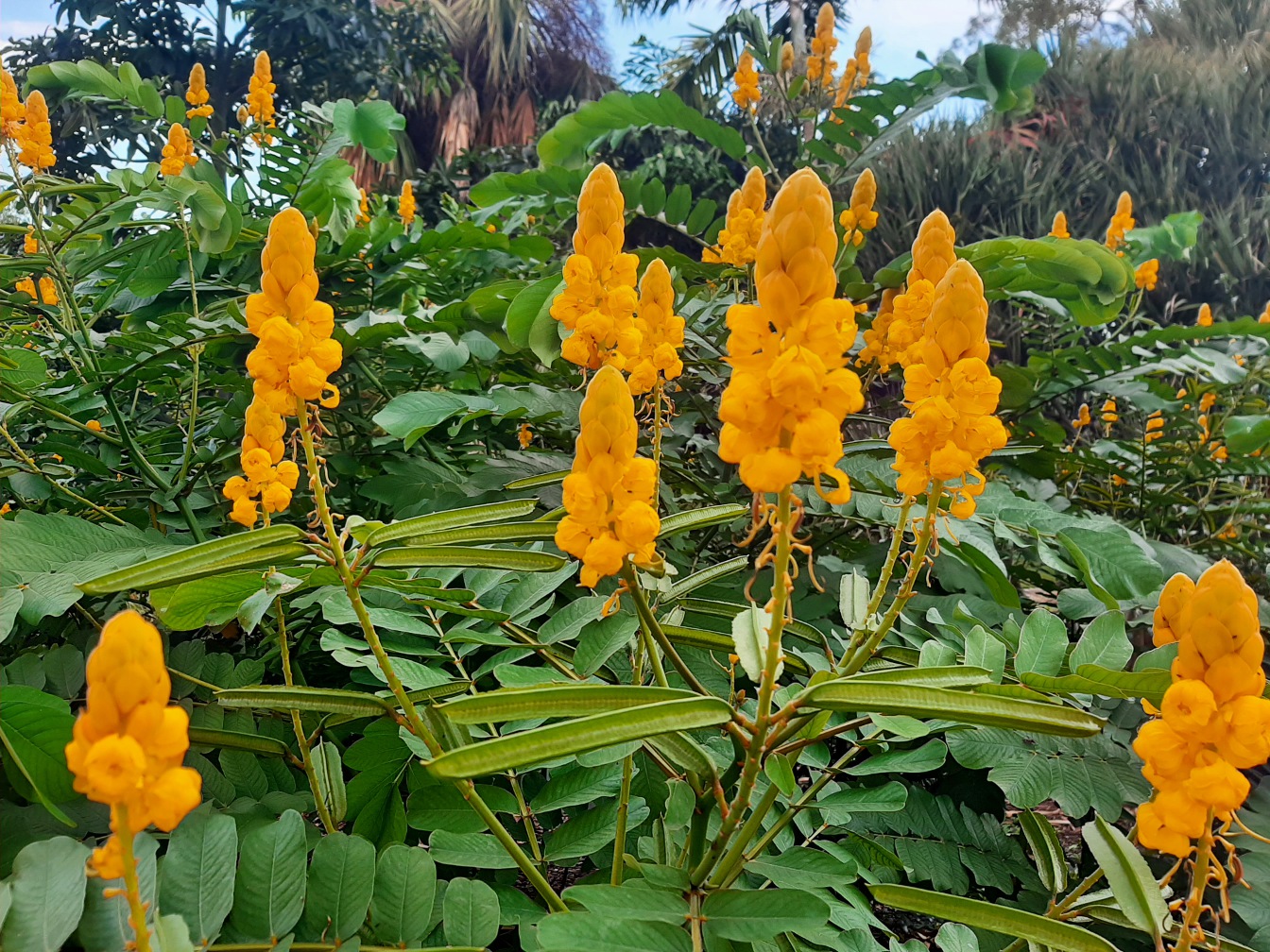 Image of Senna alata specimen.