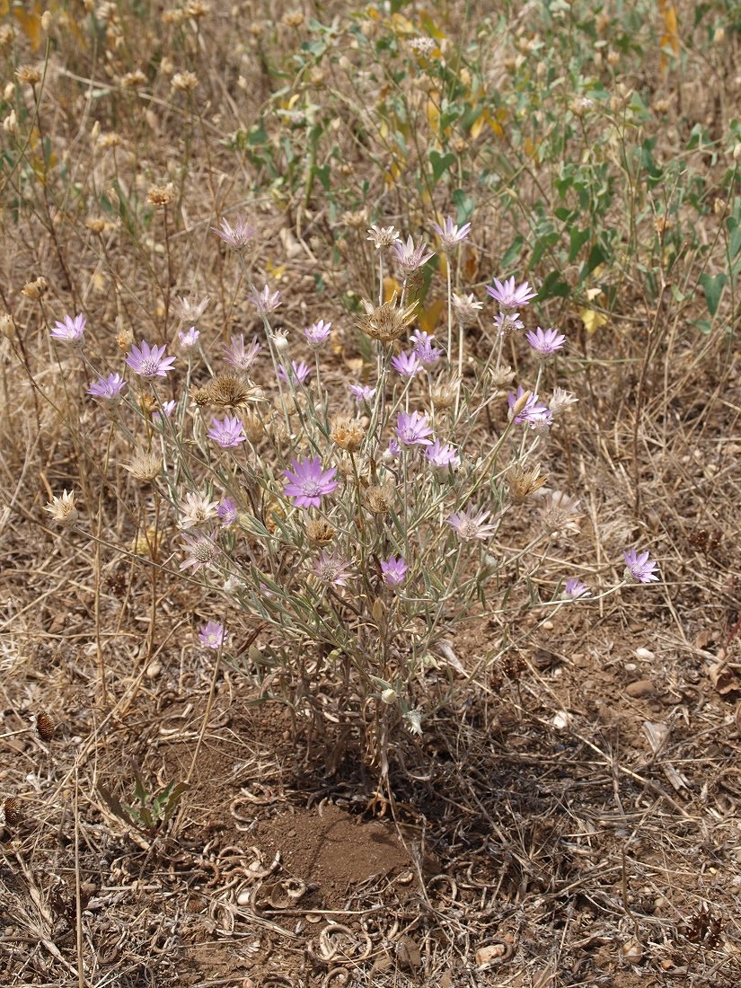 Image of Xeranthemum annuum specimen.