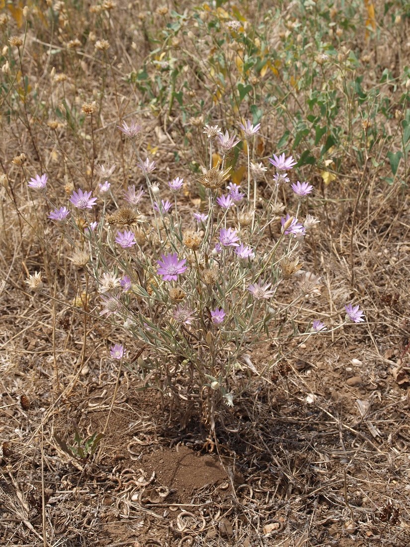 Изображение особи Xeranthemum annuum.