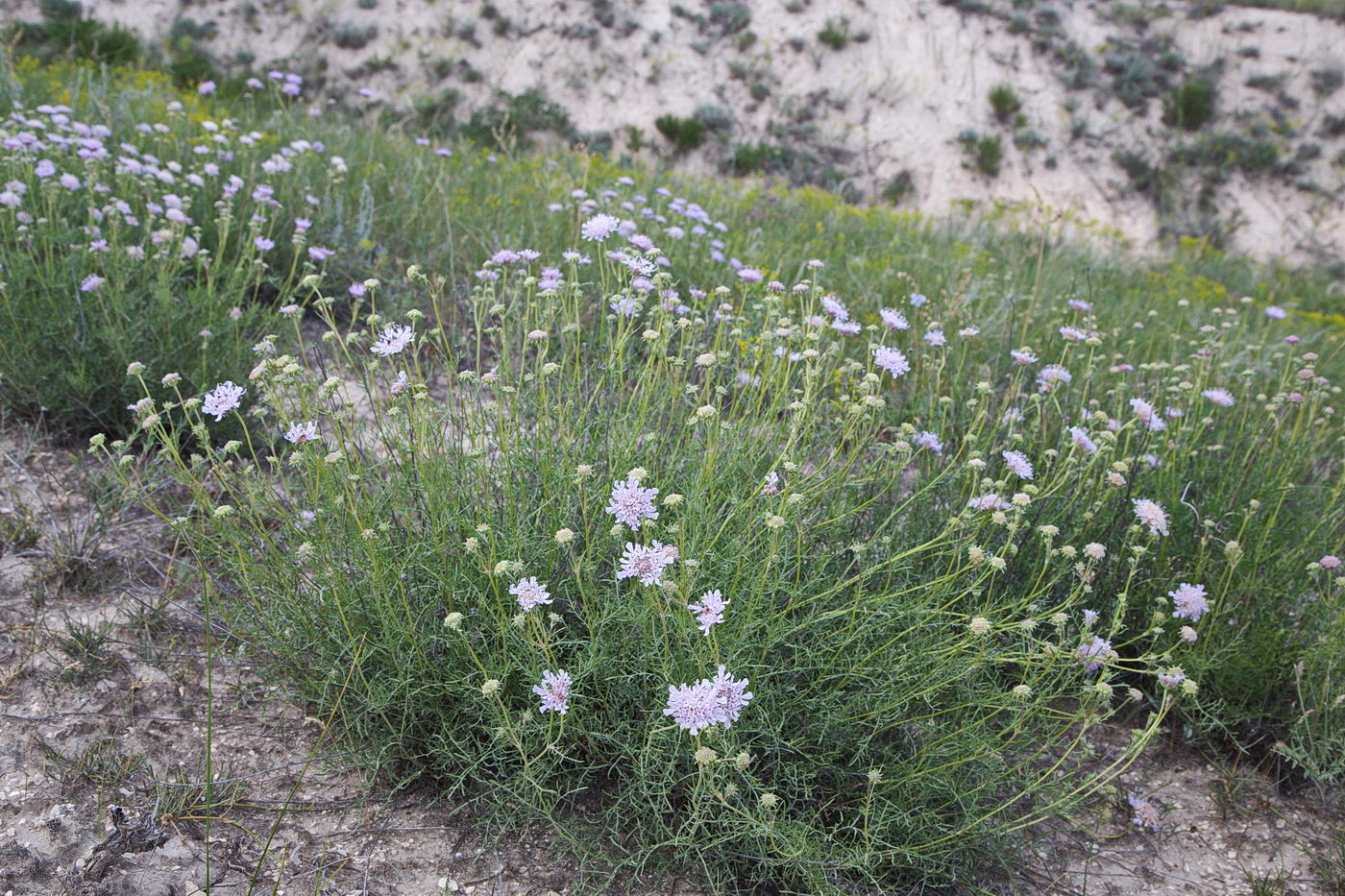 Image of Lomelosia isetensis specimen.