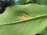 Juglans regia. Часть листа с галлом Aceria erinea (вид на на абаксиальную поверхность). Краснодарский край, г. Краснодар, ж.-д. ст. Краснодар-2, у построек. 19.07.2020.