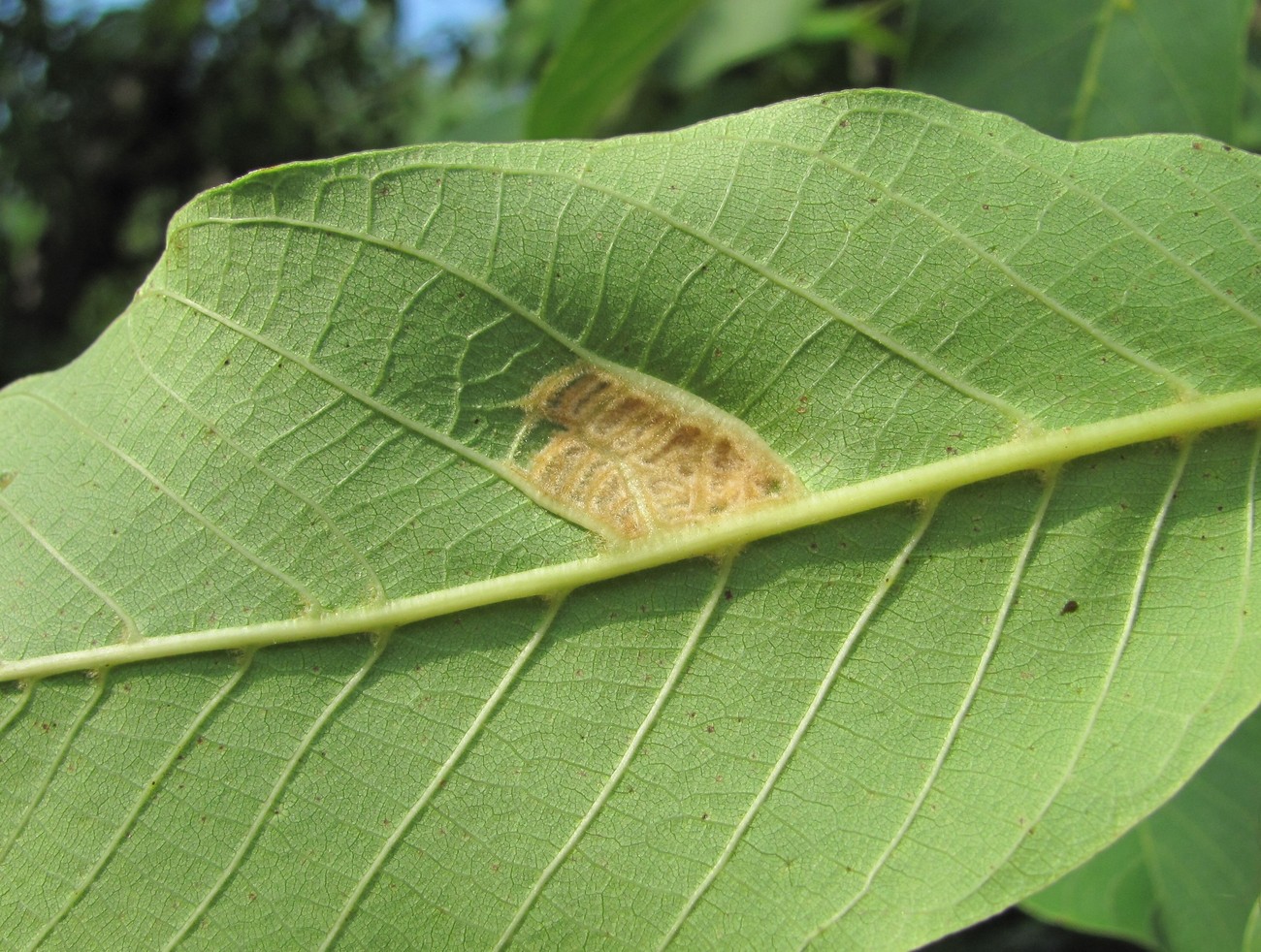 Изображение особи Juglans regia.