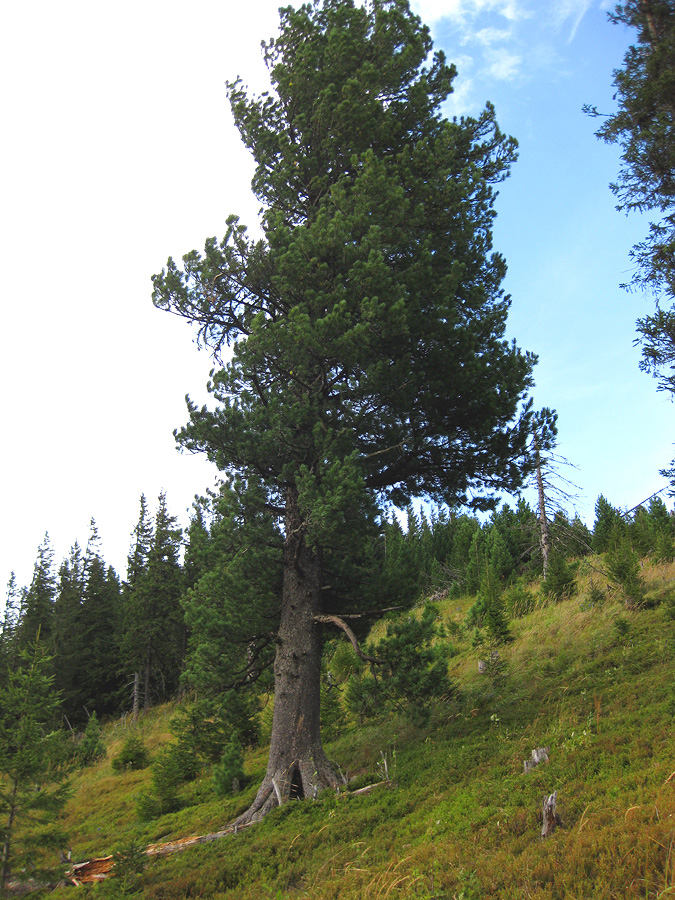 Изображение особи Pinus cembra.