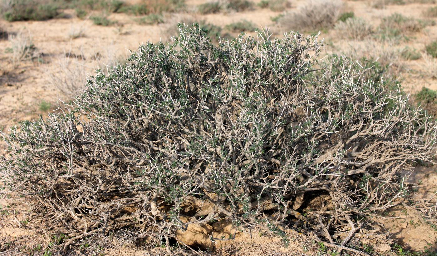 Изображение особи Salsola arbusculiformis.