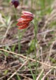 Fritillaria meleagroides. Верхушка цветущего растения. Алтайский край, к ЮВ от пос. Степное озеро, кровохлёбково-осоковый луг. 07.05.2021.