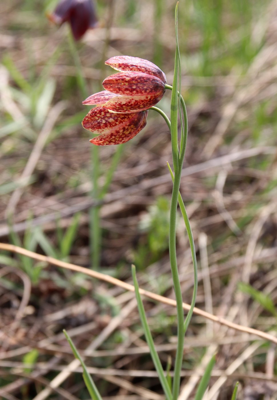 Изображение особи Fritillaria meleagroides.