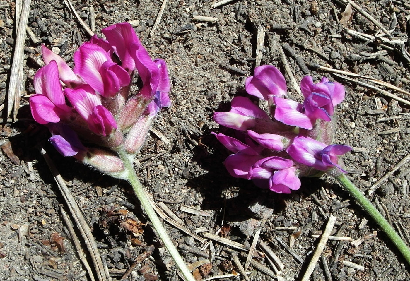 Изображение особи Oxytropis brevicaulis.