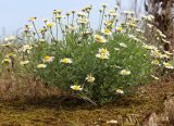 Anthemis ruthenica