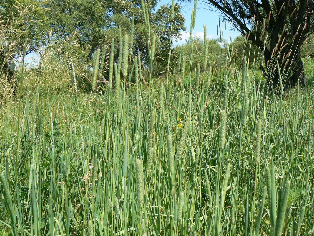 Image of Phleum pratense specimen.