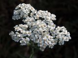 Achillea setacea