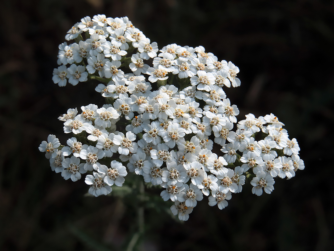 Image of Achillea setacea specimen.