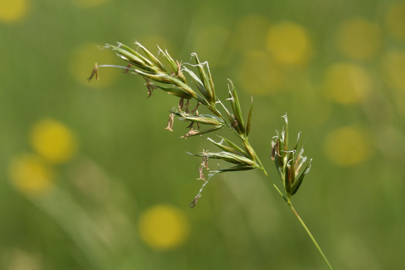 Image of Anthoxanthum odoratum specimen.