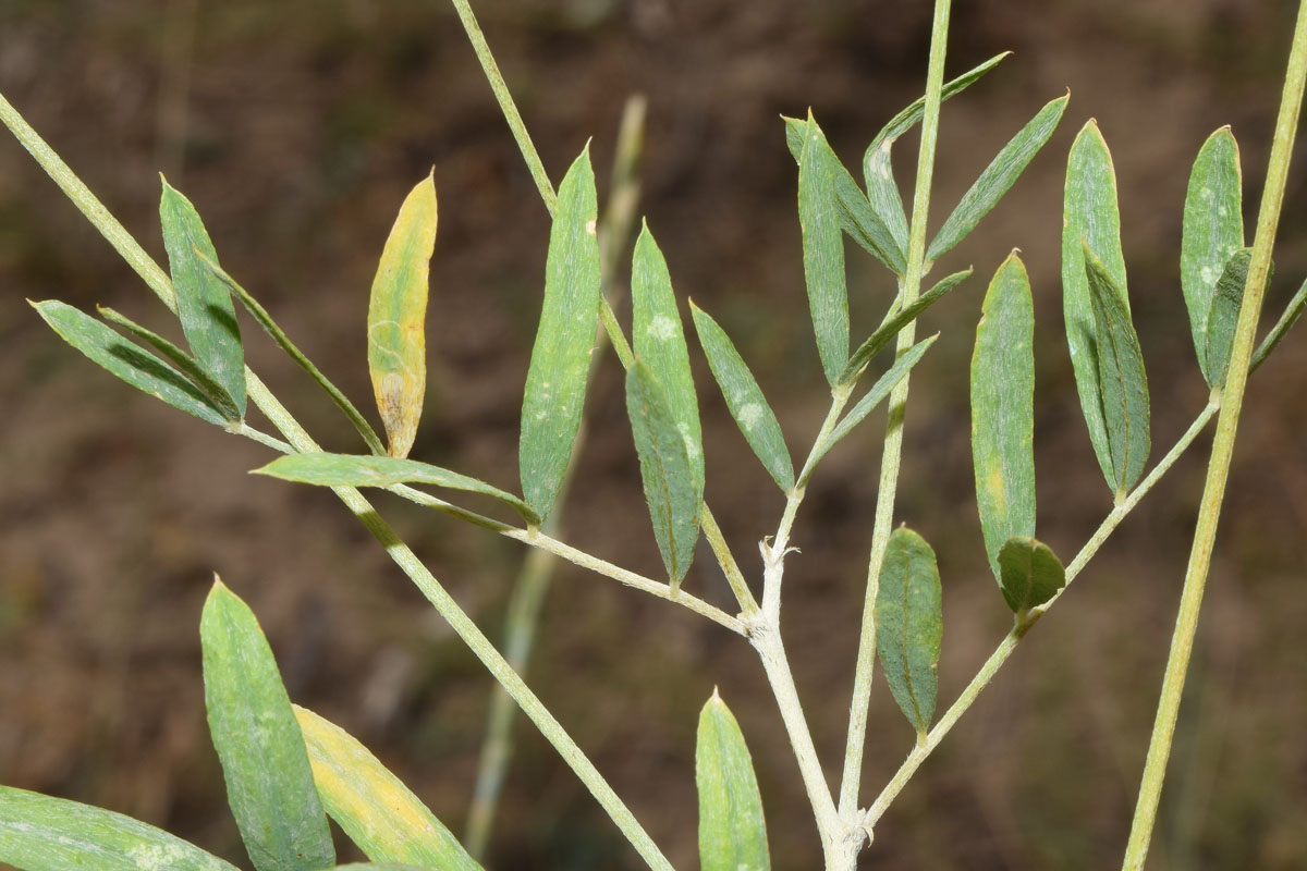 Изображение особи Astragalus krauseanus.