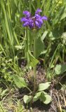 Prunella grandiflora