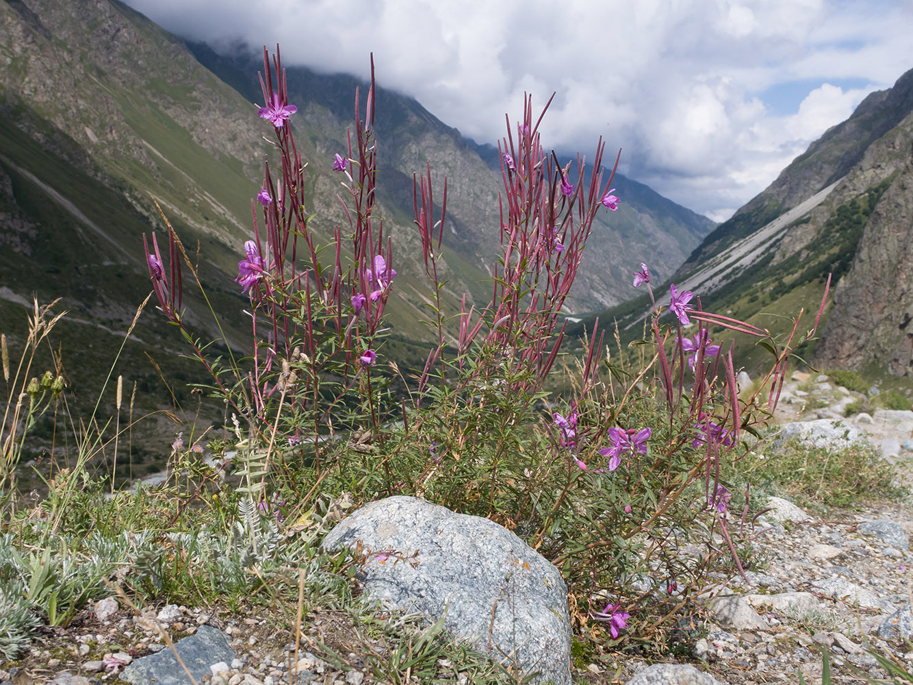 Image of Chamaenerion colchicum specimen.