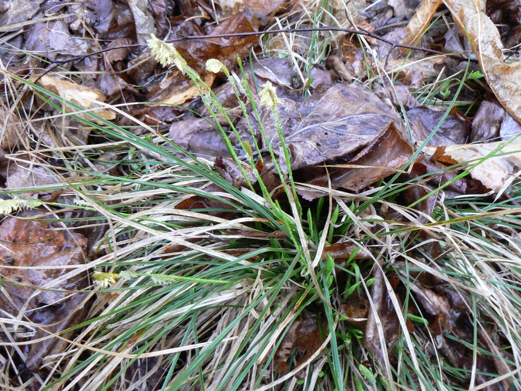 Image of genus Carex specimen.