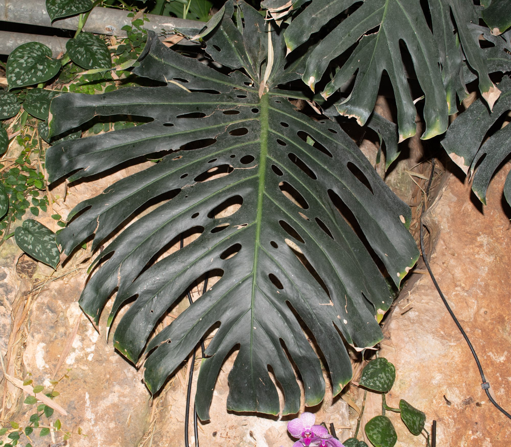 Image of Monstera deliciosa specimen.