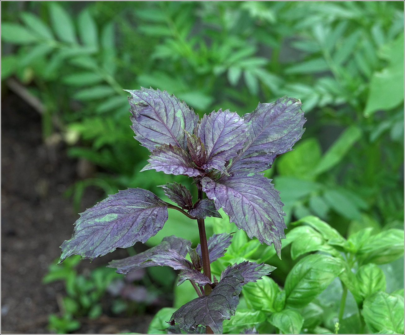 Изображение особи Ocimum basilicum.