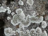 Lecanora muralis