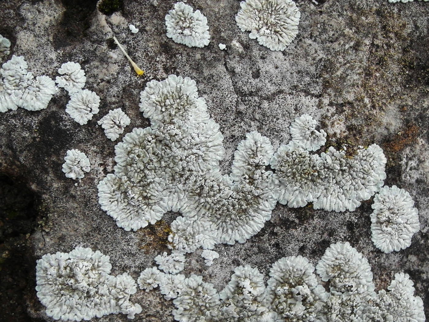 Изображение особи Lecanora muralis.