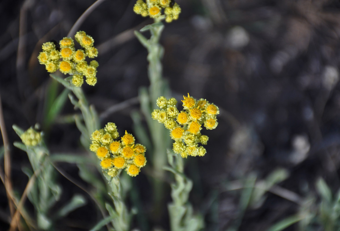 Изображение особи Helichrysum arenarium.