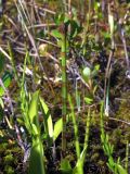 Equisetum fluviatile. Побег со стробилом. Магаданская обл., Ольский р-н, бассейн р. Омчик, р. Верхний Омчик, заболоченный участок. 26.06.2013.