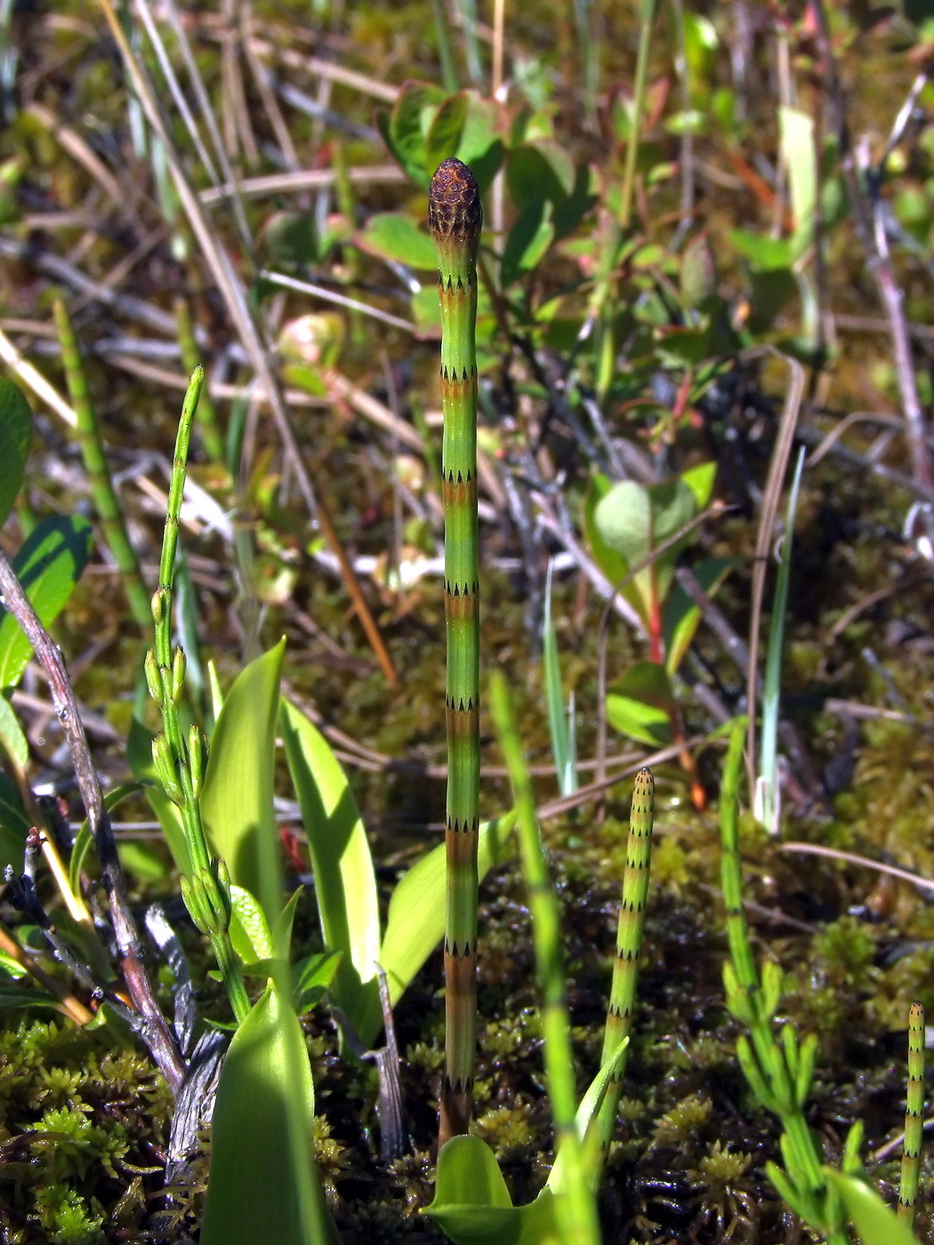 Изображение особи Equisetum fluviatile.