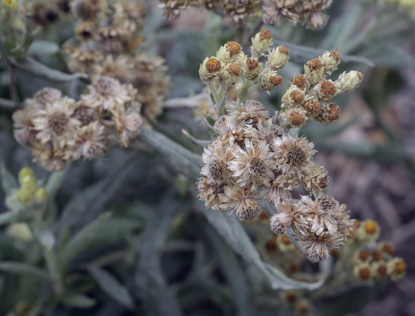 Image of genus Helichrysum specimen.