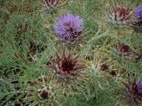 Cynara cardunculus