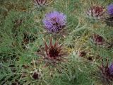 Cynara cardunculus