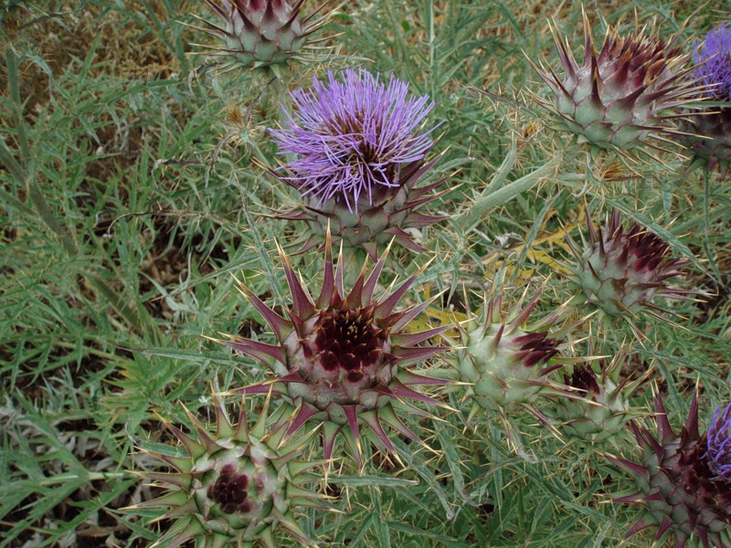 Image of Cynara cardunculus specimen.