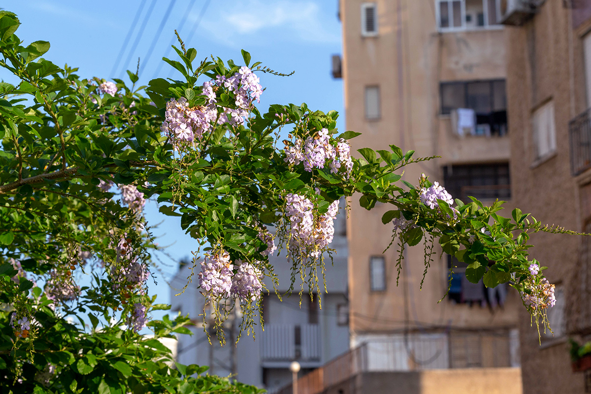 Image of Duranta erecta specimen.