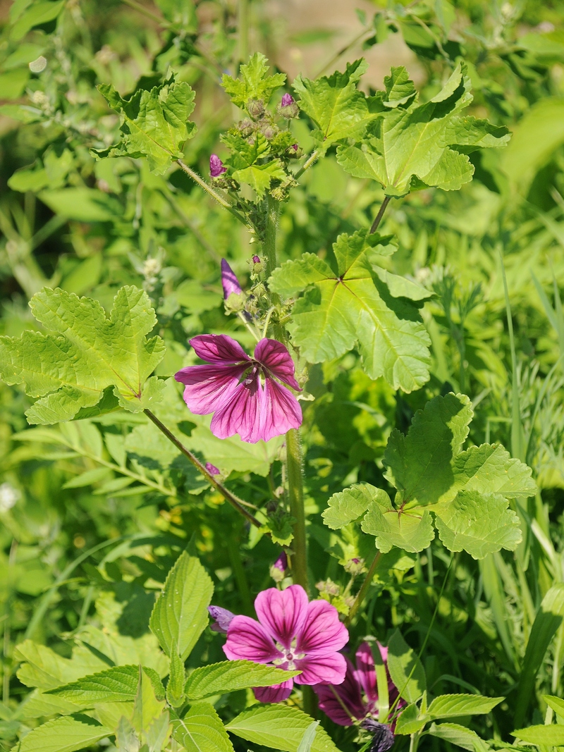 Image of Malva mauritiana specimen.