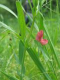 Lathyrus cicera