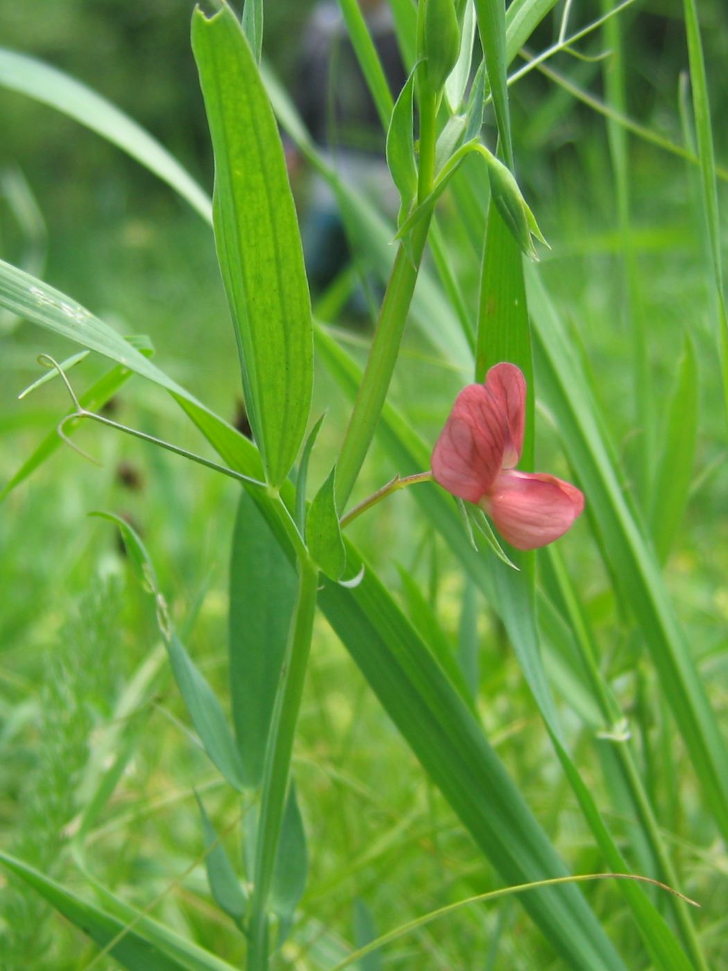 Изображение особи Lathyrus cicera.