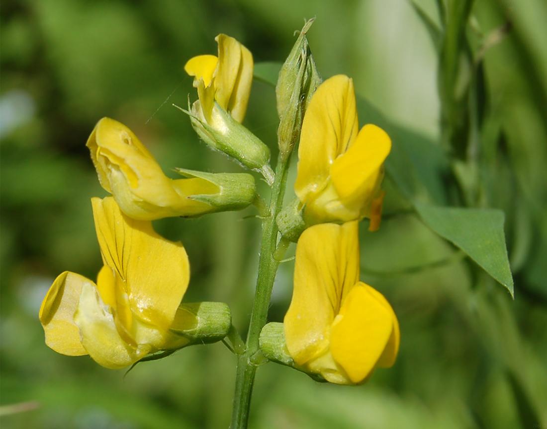 Изображение особи Lathyrus pratensis.