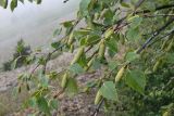 Betula pendula. Верхушка ветви с соплодиями. Республика Северная Осетия-Алания, Ирафский р-н, Большой Кавказ, Гуларский хр., правый склон ущелья р. Гулардон в р-не ведущей на перевал Гуларвцек старой геологической дороги, ≈ 2540 м н.у.м., субальпийский луг. 07.07.2021.