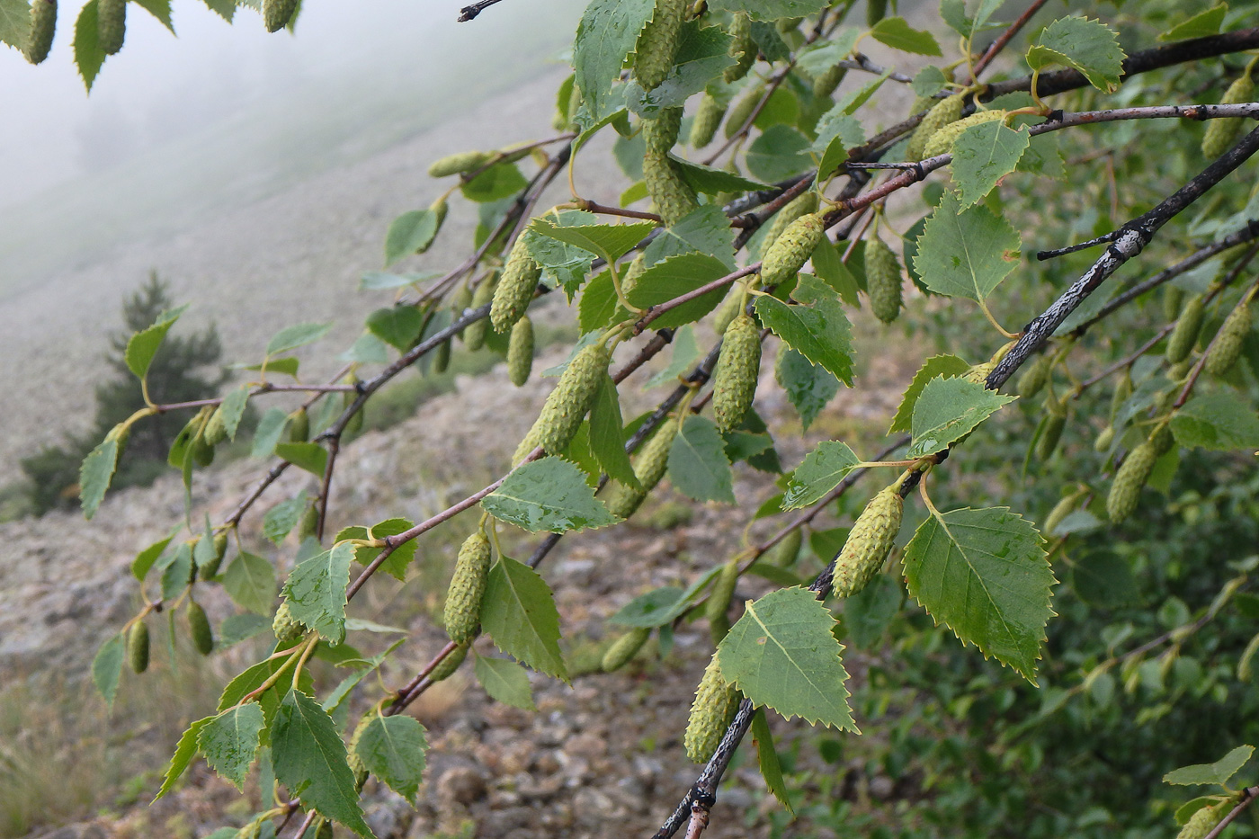 Изображение особи Betula pendula.