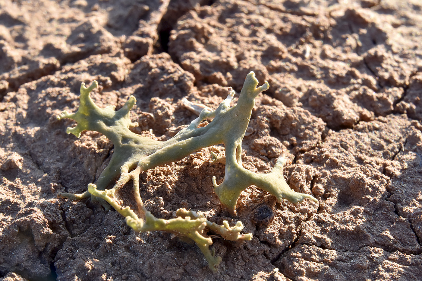 Image of genus Xanthoparmelia specimen.