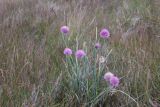 род Allium. Цветущие растения. Республика Алтай, Кош-Агачский р-н, плоскогорье Укок, окр. оз. Гусиное, степь. 4 августа 2020 г.