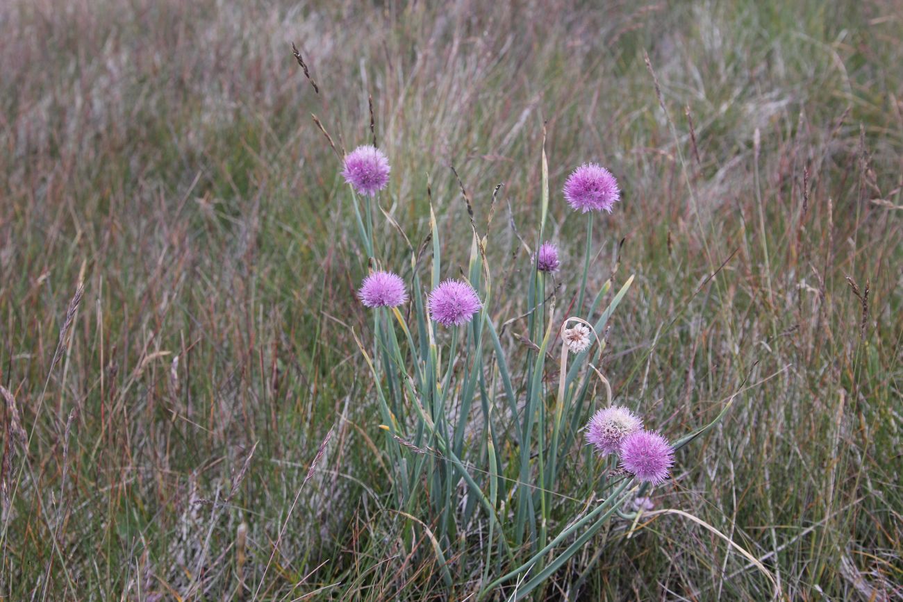 Image of genus Allium specimen.