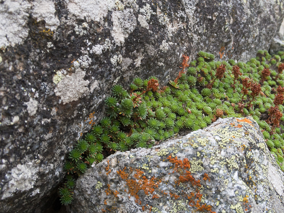 Изображение особи Saxifraga caucasica.